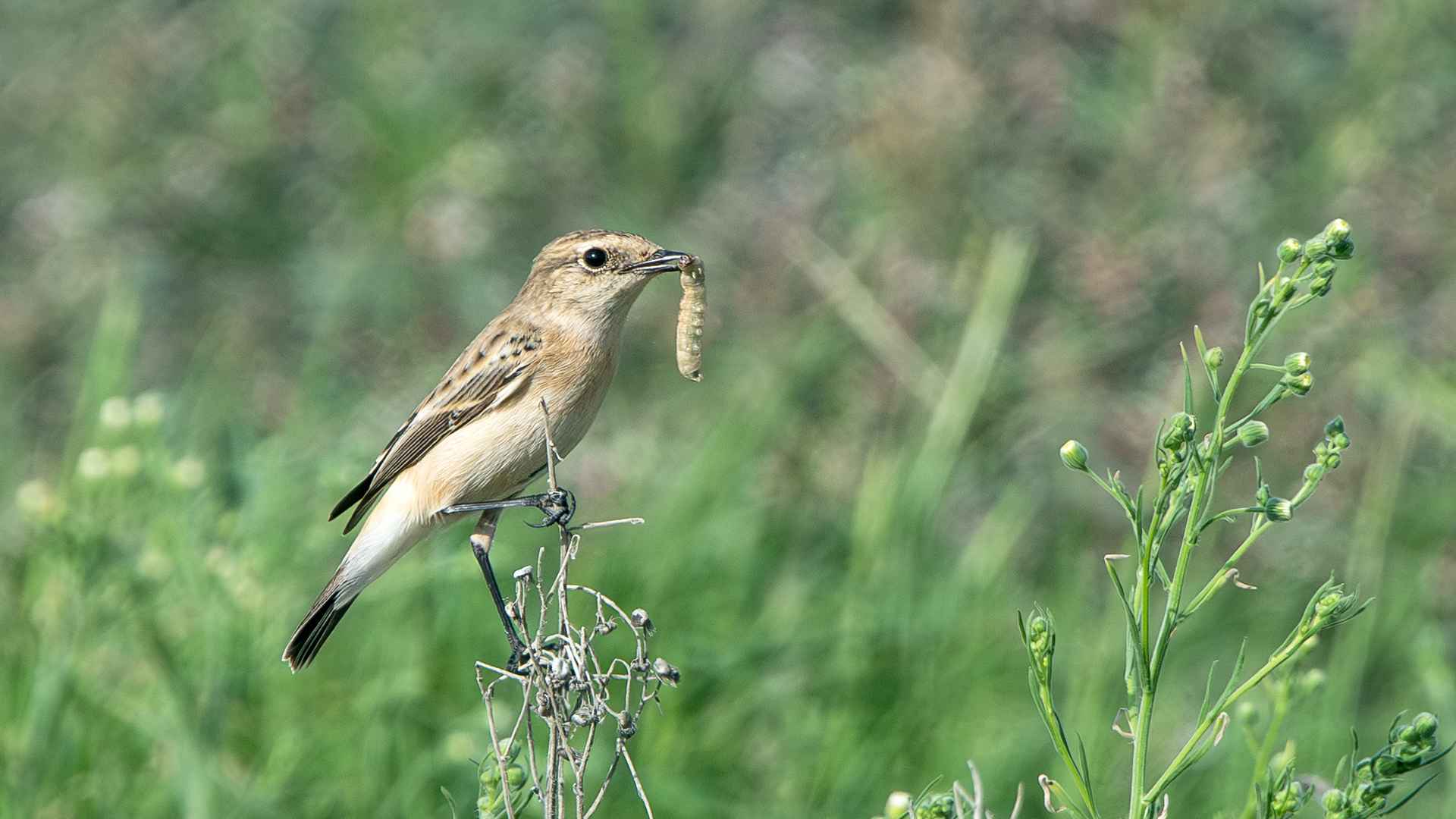 Siberian Stonechat
